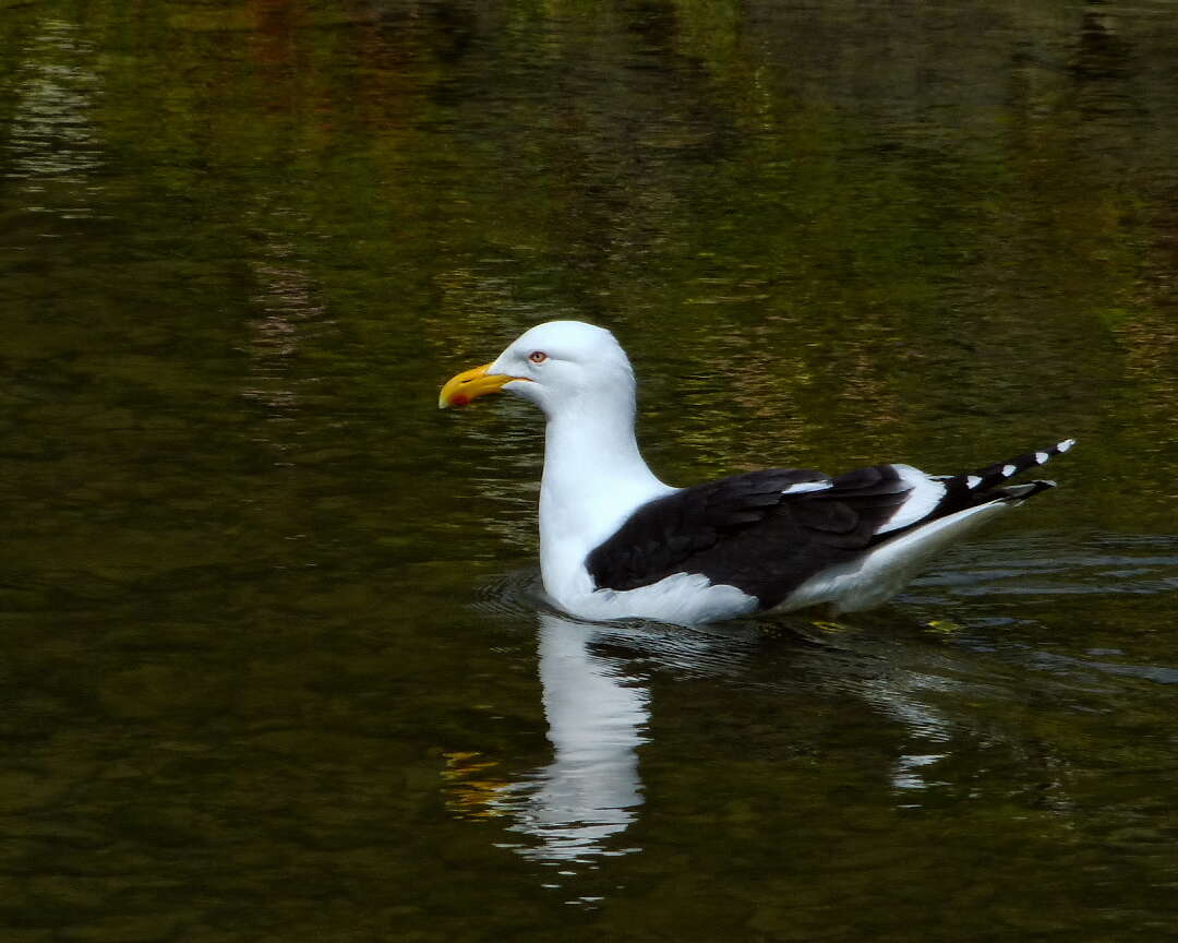 Image of Kelp Gull