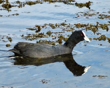 Image of Common Coot