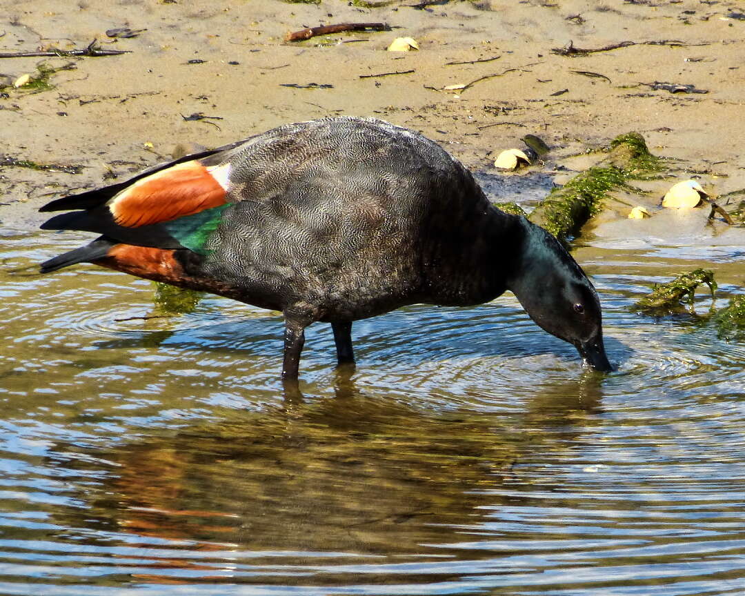 Image of Paradise Shelduck