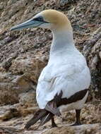 Image of Australasian Gannet