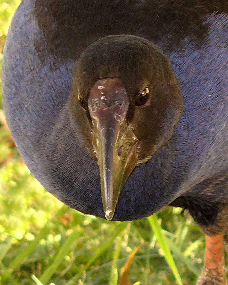 Image of Australasian Swamphen