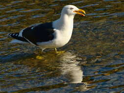 Image of Kelp Gull