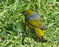 Image of Silvereye