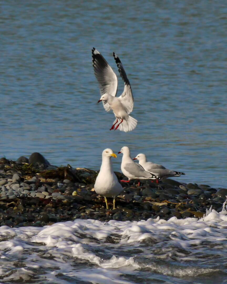 Image of Red-billed gull