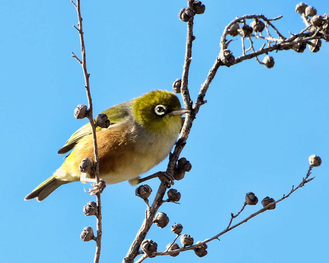 Image of Silvereye