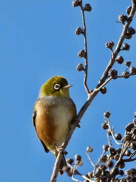 Image of Silvereye