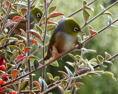 Image of Silvereye