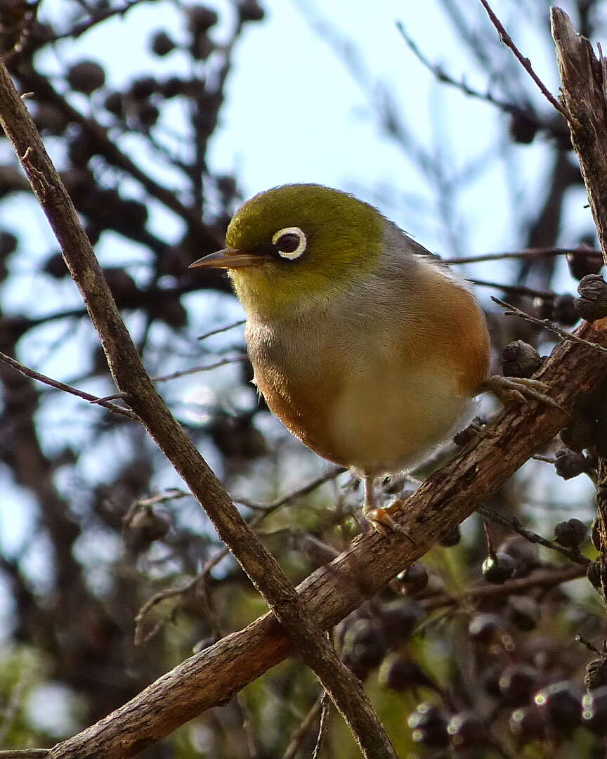 Image of Silvereye