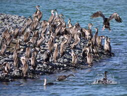 Image of Spotted Shag