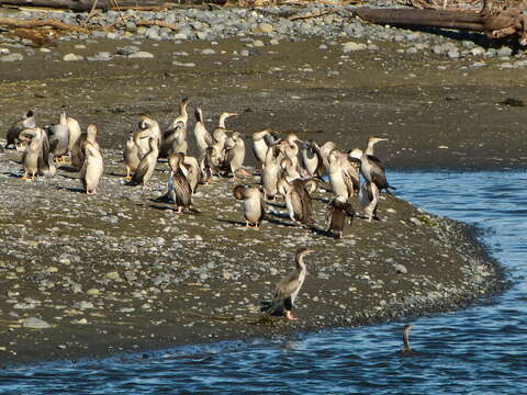 Image of Spotted Shag