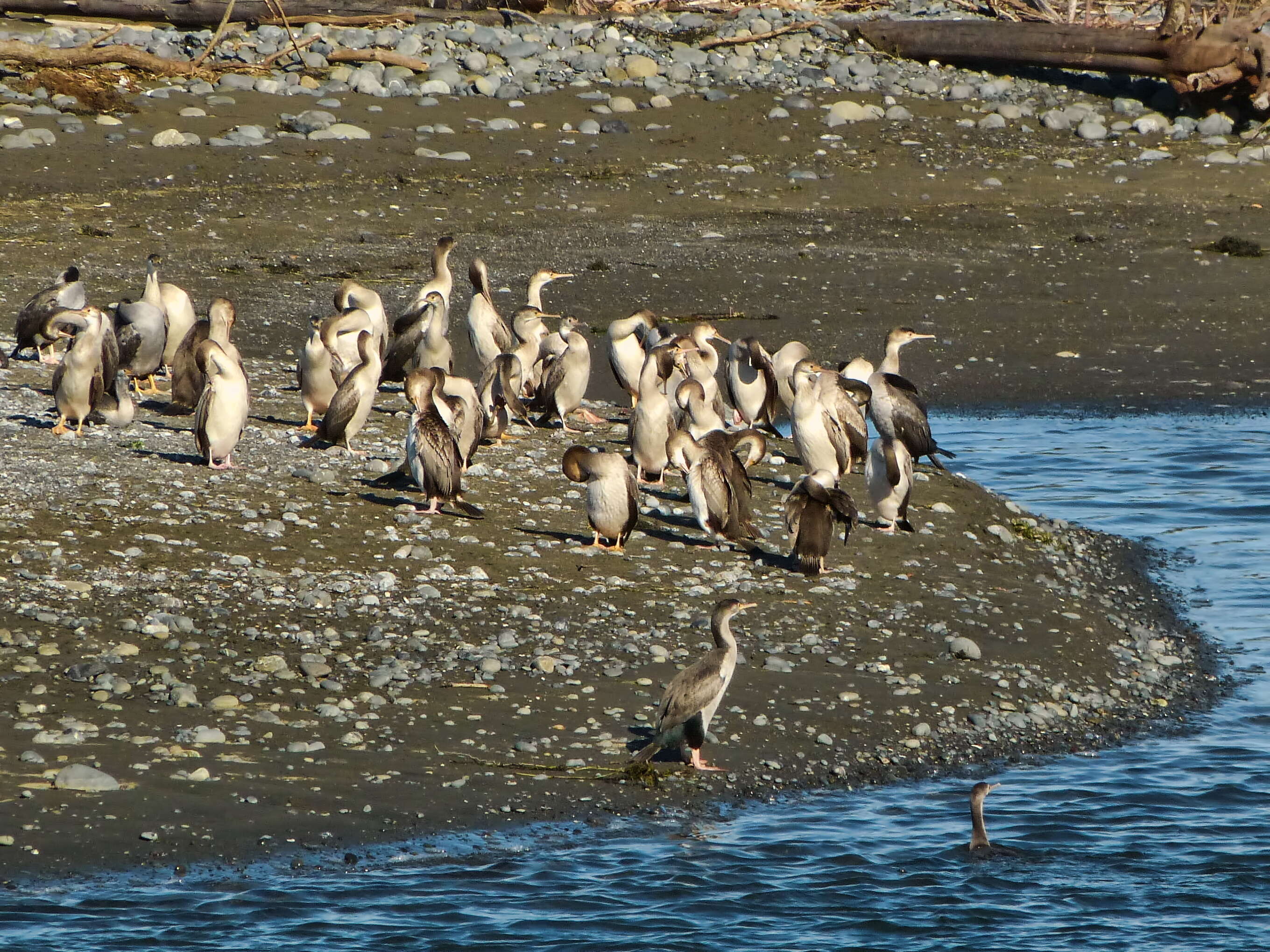 Image of Spotted Shag