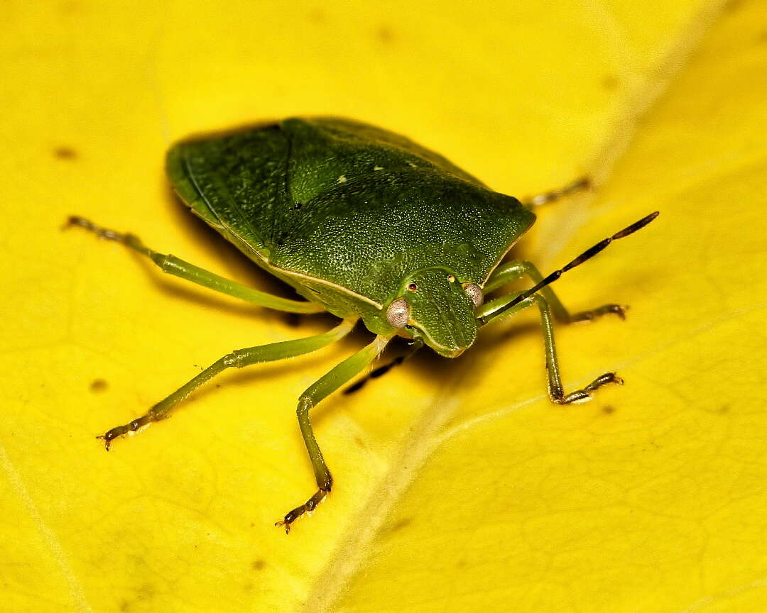 Image of Southern green stink bug