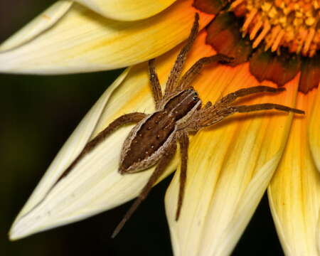 Image of nursery web spiders