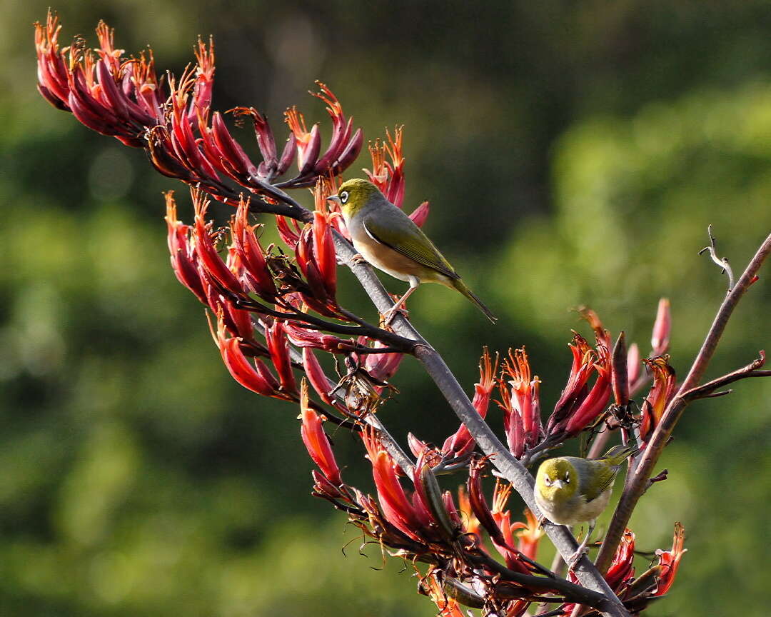 Image of Silvereye