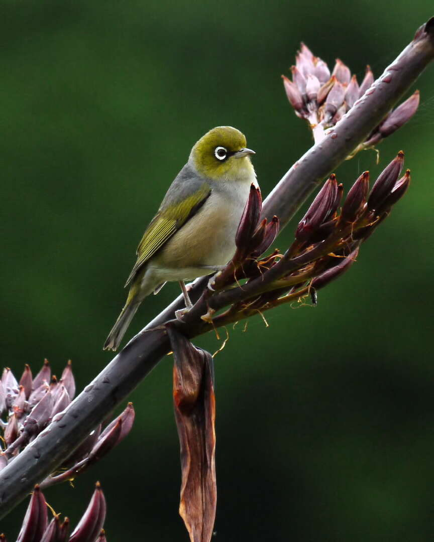 Image of Silvereye