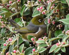 Image of Silvereye