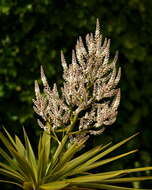 Image of cabbage tree