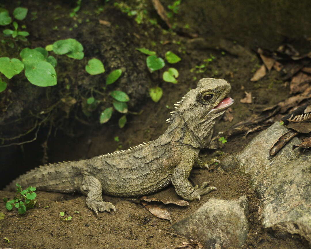 Image of Cook Strait Tuatara