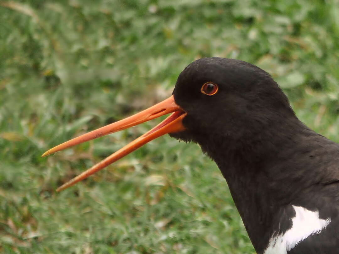 Image of South Island Oystercatcher