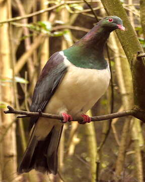 Image of Kererū