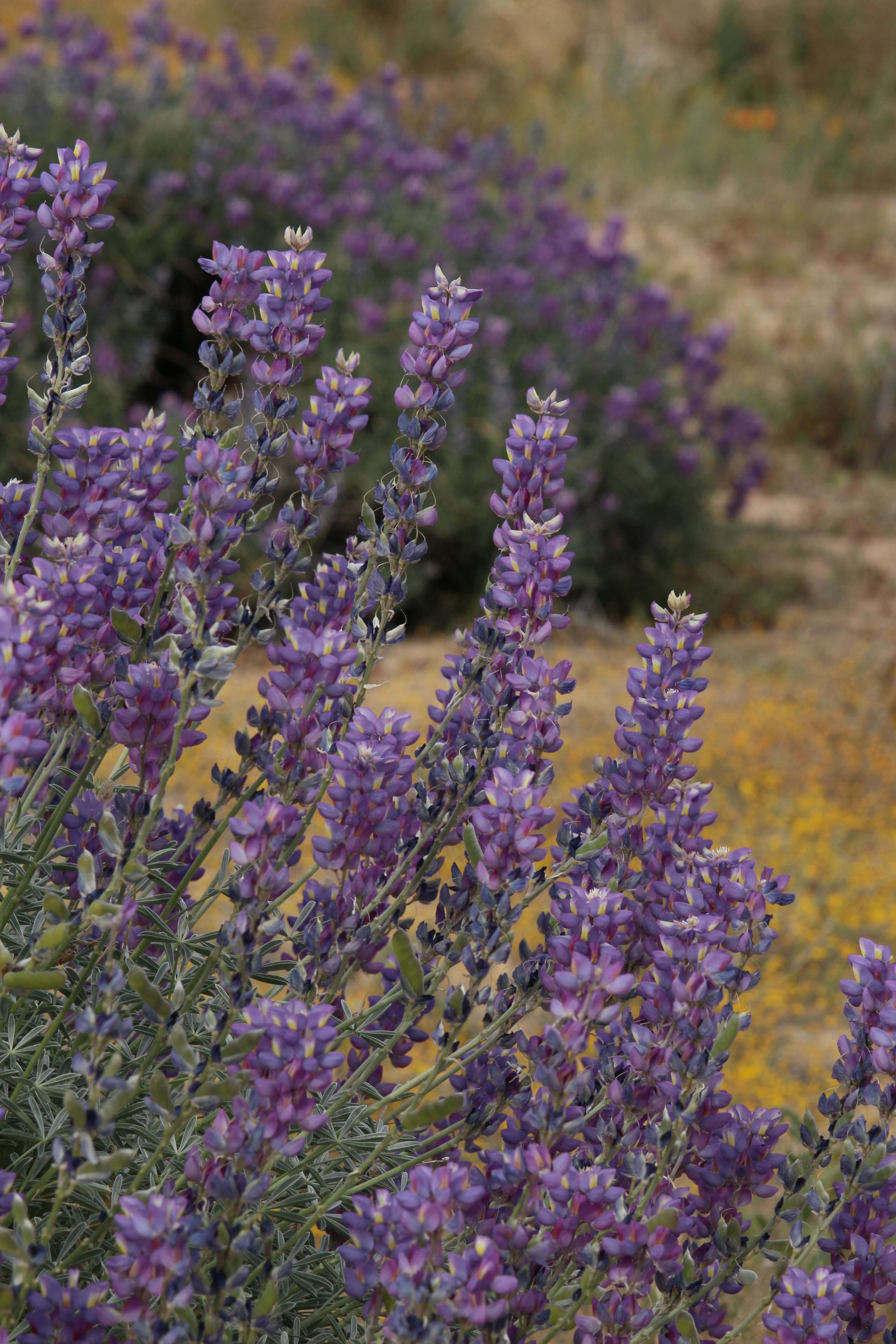 Imagem de Lupinus excubitus M. E. Jones