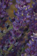 Imagem de Lupinus excubitus M. E. Jones