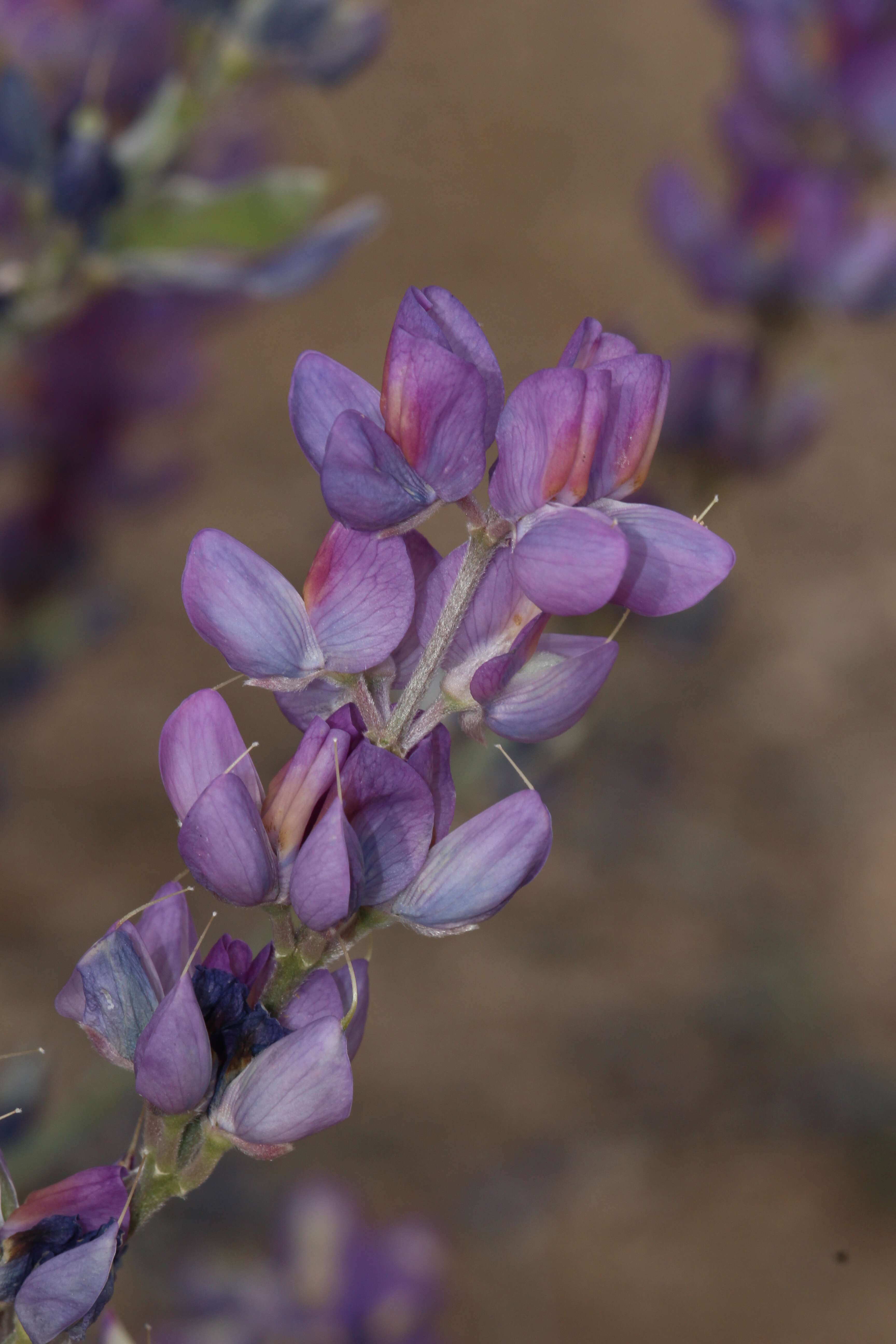 Imagem de Lupinus excubitus M. E. Jones