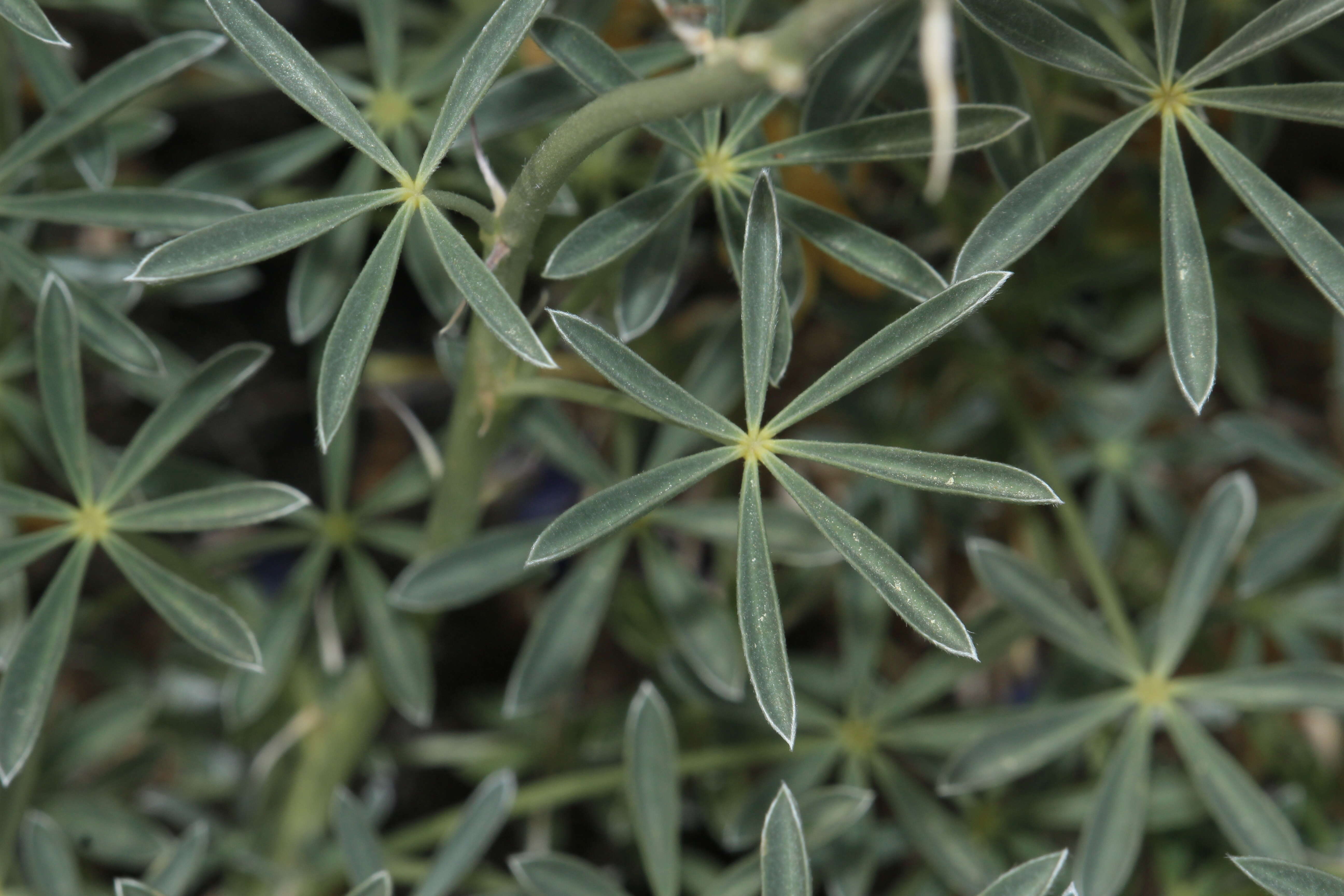 Imagem de Lupinus excubitus M. E. Jones