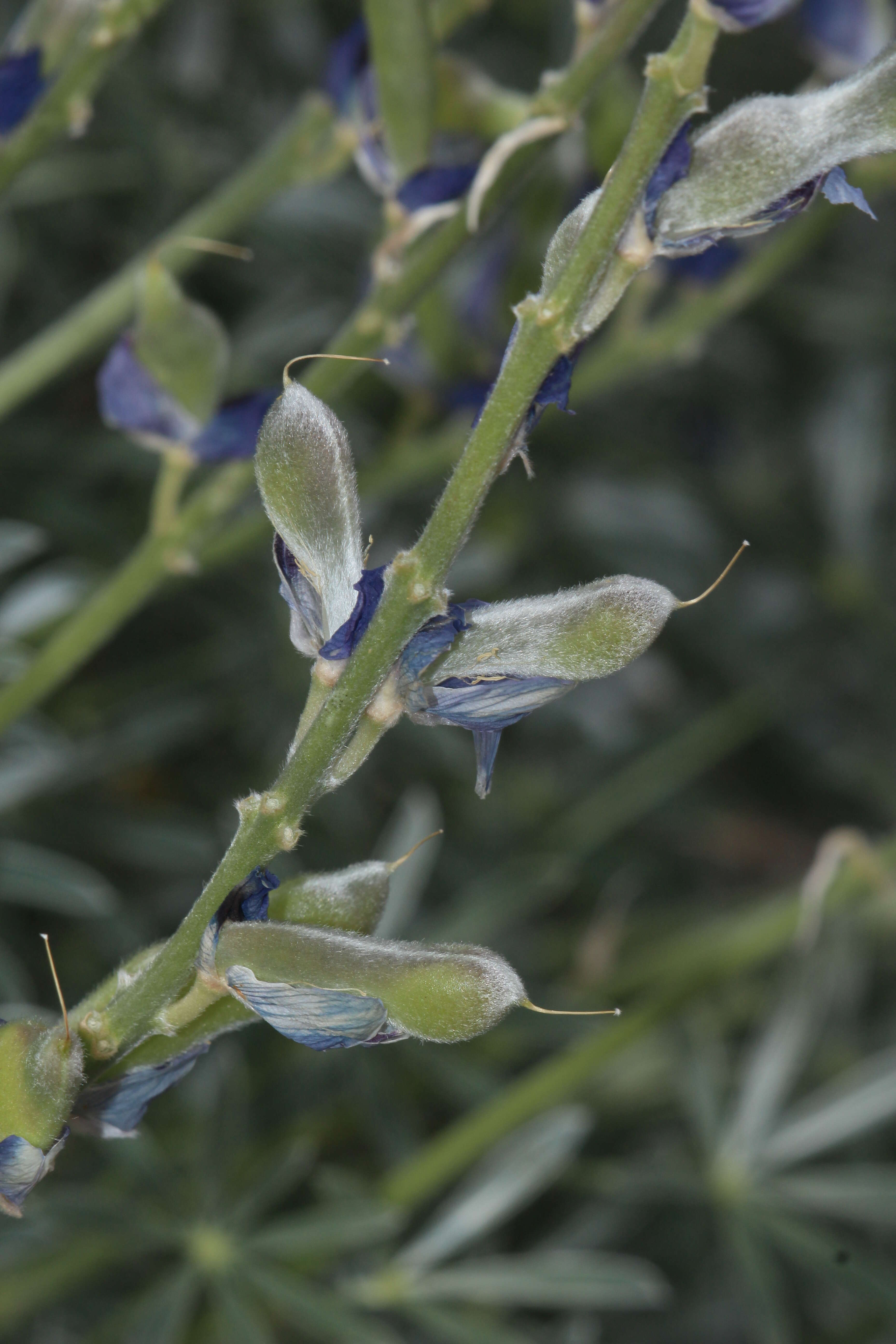 Imagem de Lupinus excubitus M. E. Jones