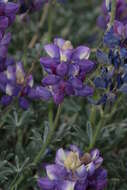 Imagem de Lupinus excubitus M. E. Jones