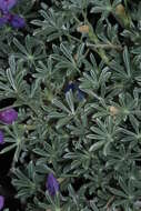 Imagem de Lupinus excubitus M. E. Jones