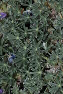 Imagem de Lupinus excubitus M. E. Jones