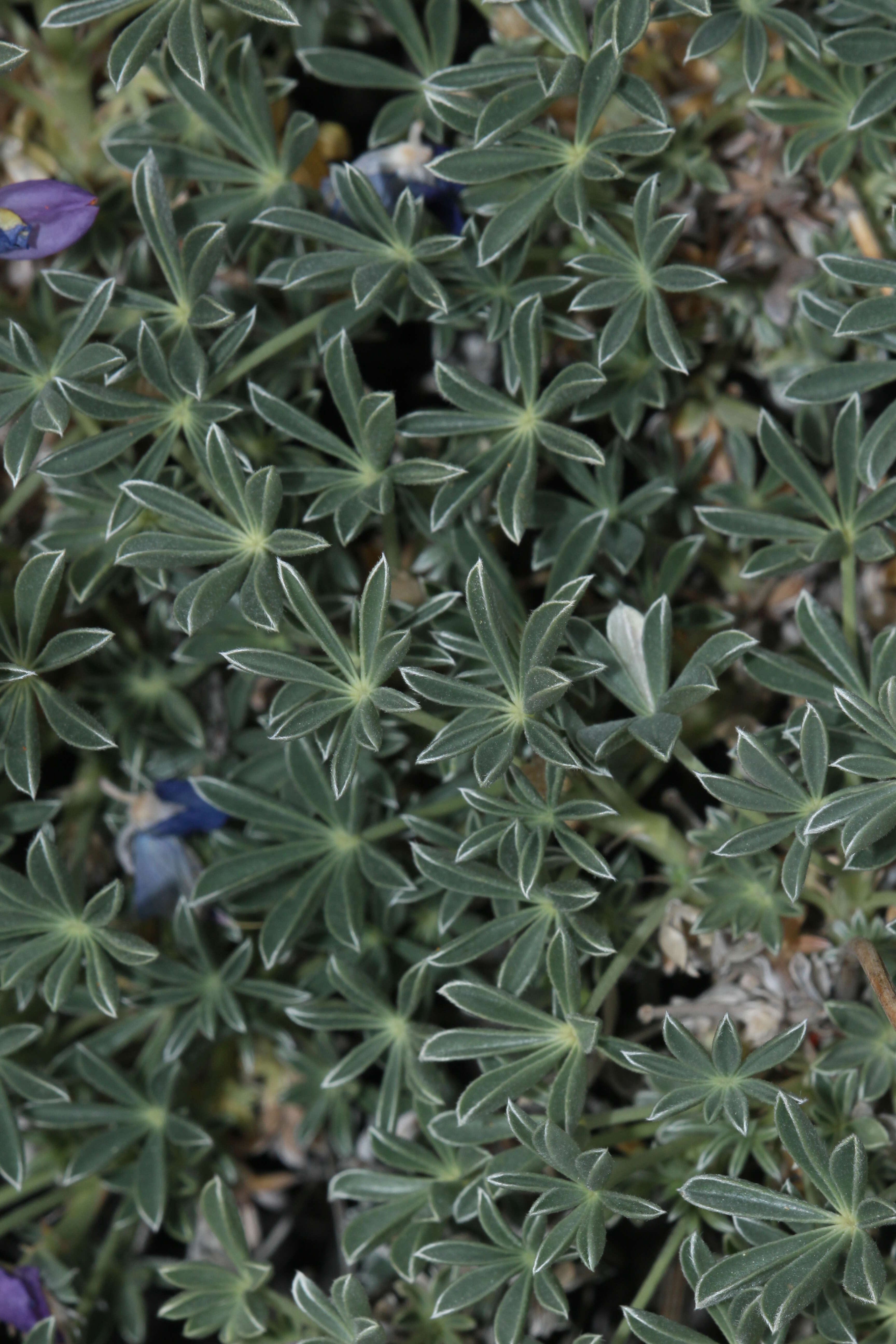 Imagem de Lupinus excubitus M. E. Jones