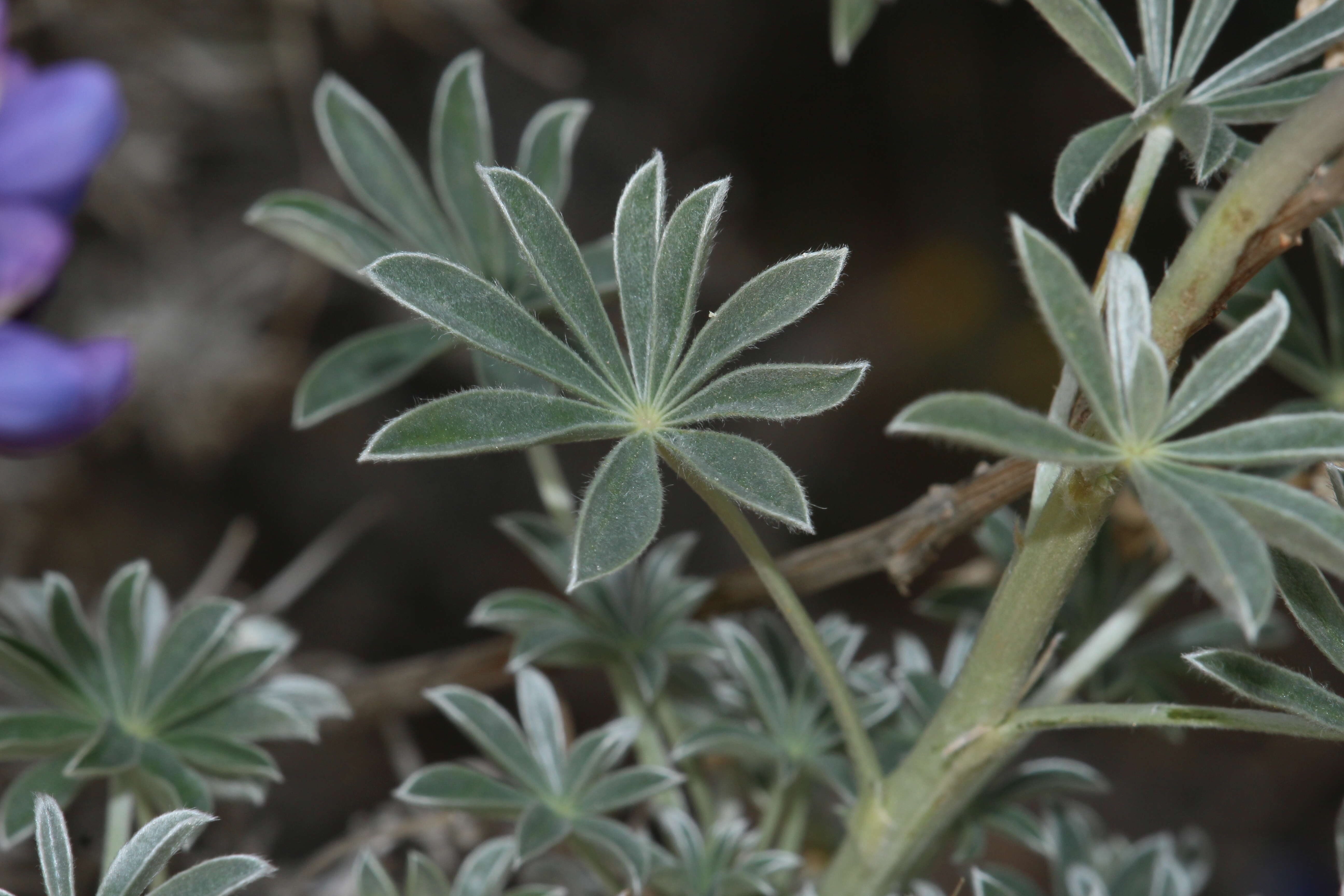 Imagem de Lupinus excubitus M. E. Jones