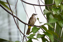 Image of Yellow-vented Bulbul