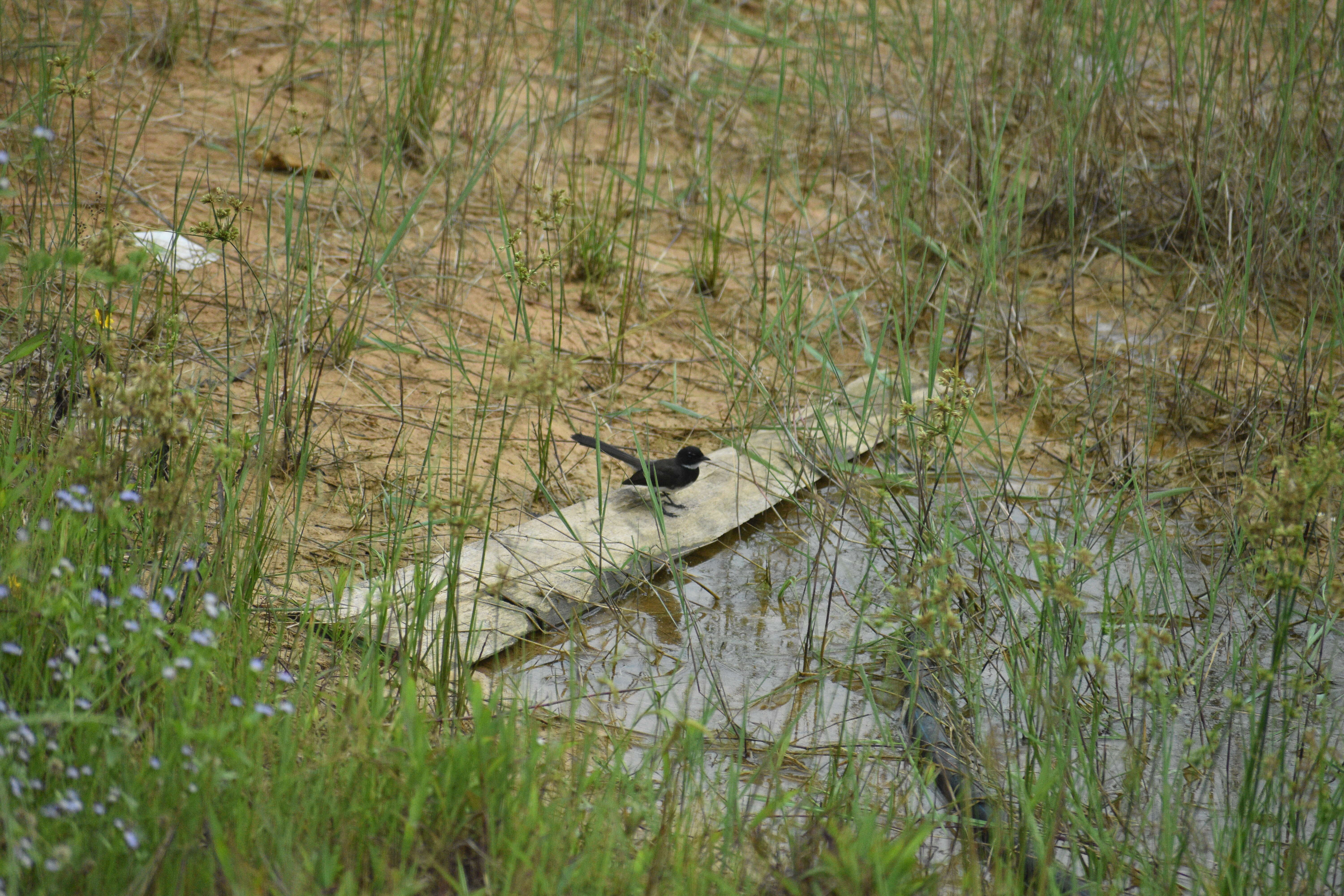 Image of Malaysian Pied Fantail