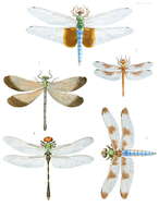 Tramea carolina (Linnaeus 1763) resmi