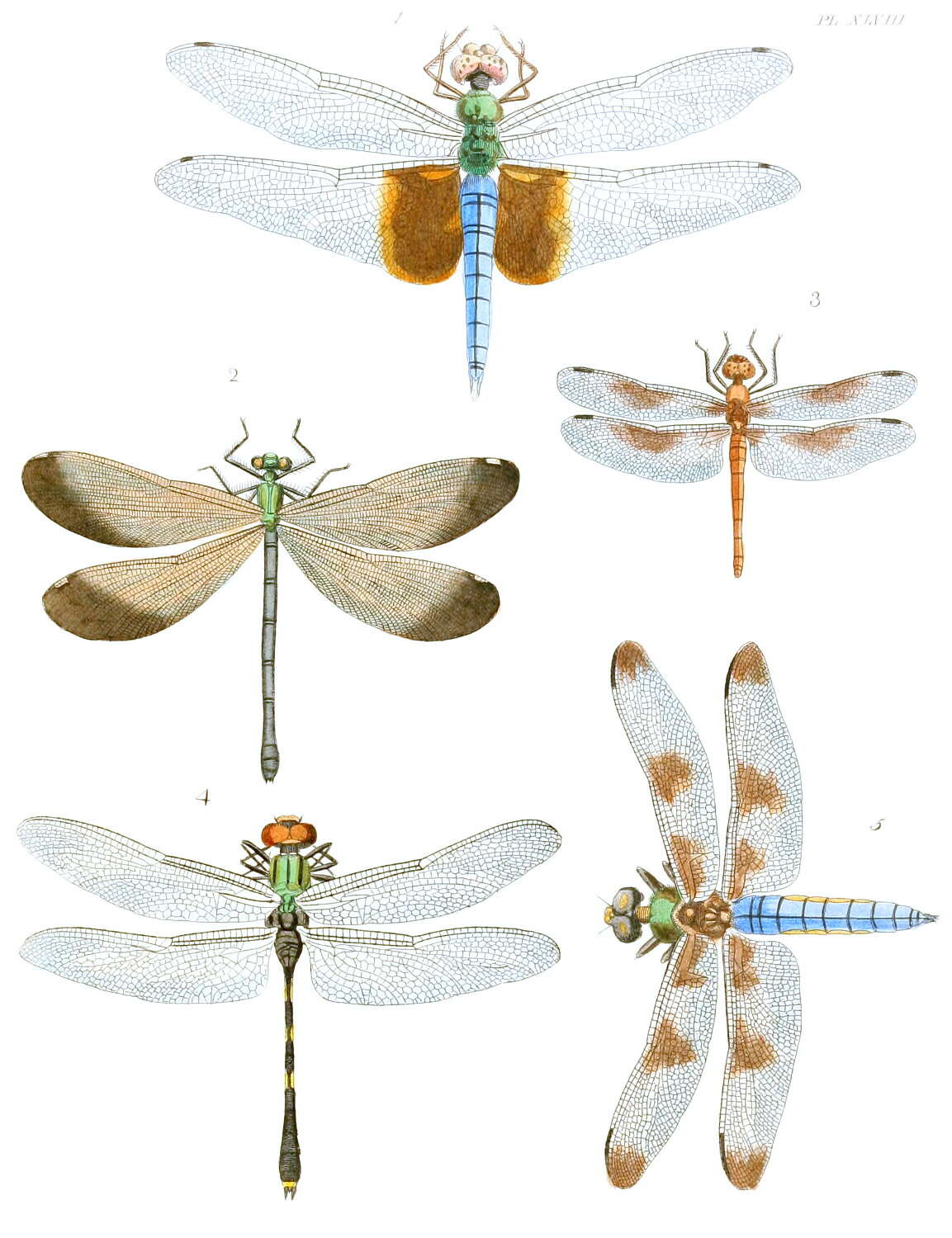 Tramea carolina (Linnaeus 1763) resmi