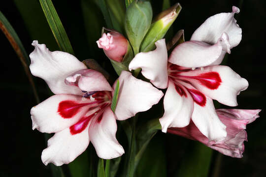 Image of Gladiolus carneus D. Delaroche