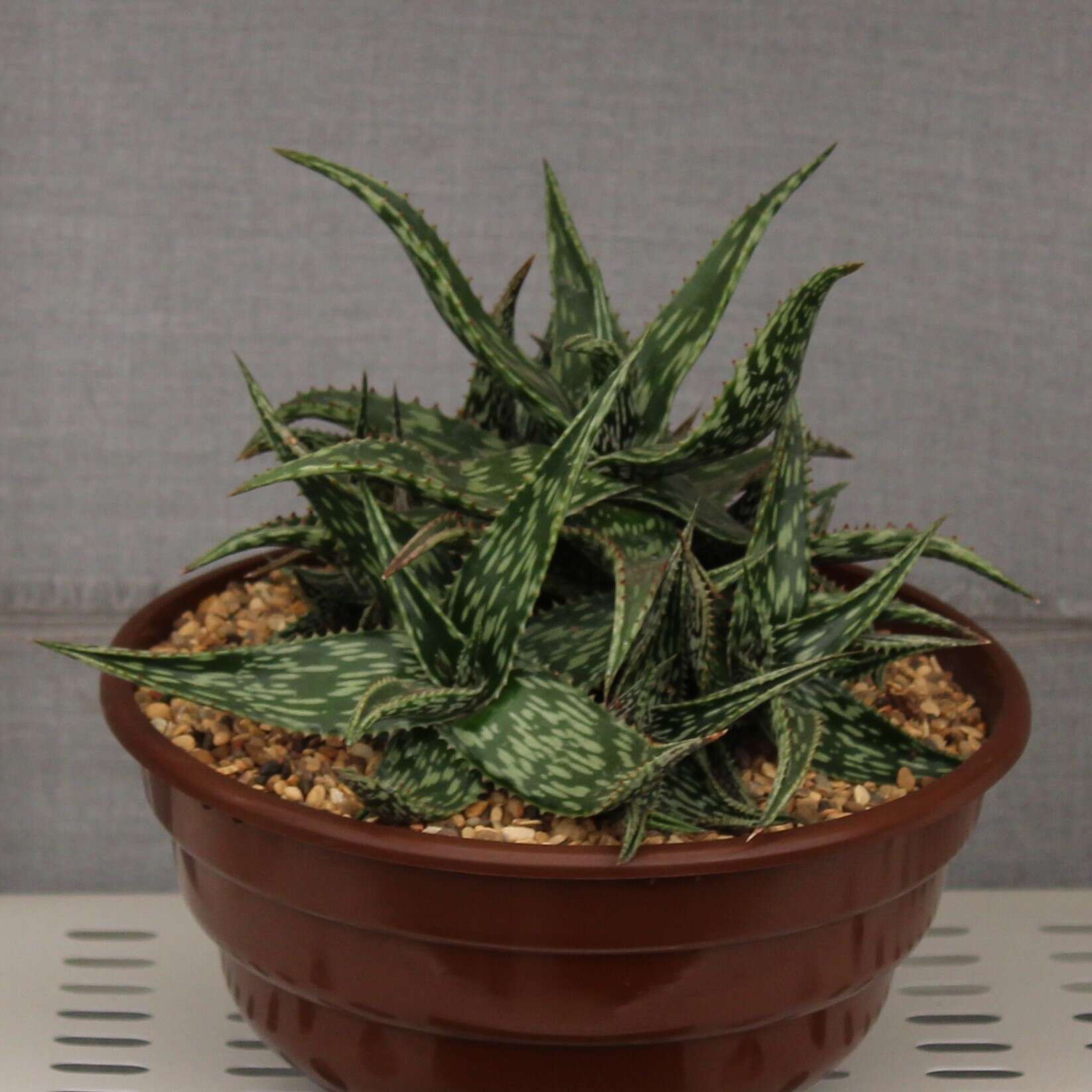 Aloe somaliensis C. H. Wright ex W. Watson resmi