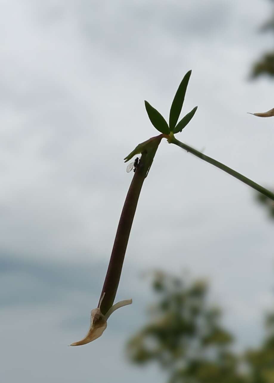 Image of Common Bird's-foot-trefoil