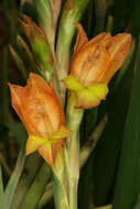 صورة Gladiolus dalenii Van Geel