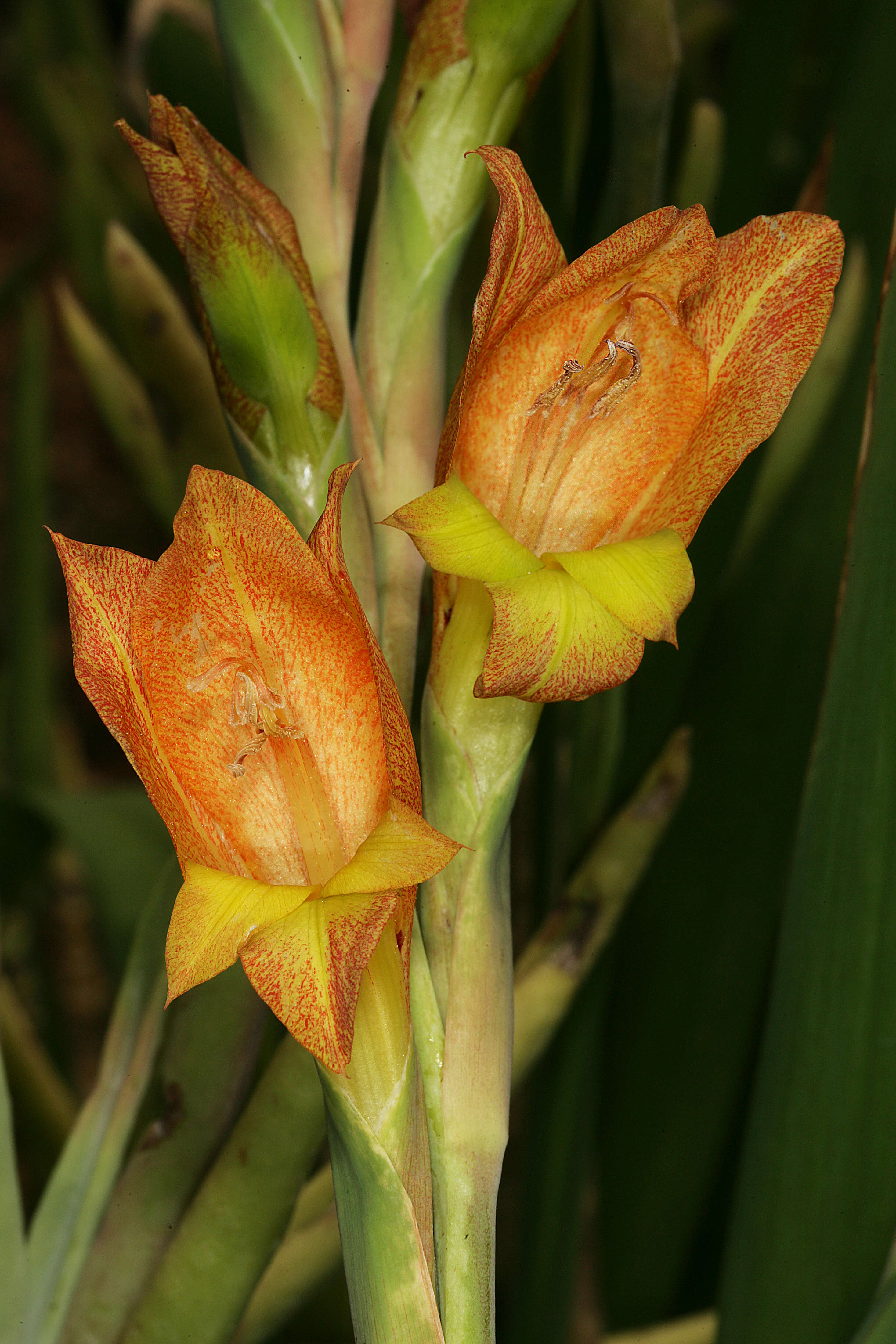 صورة Gladiolus dalenii Van Geel