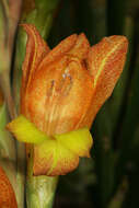 صورة Gladiolus dalenii Van Geel