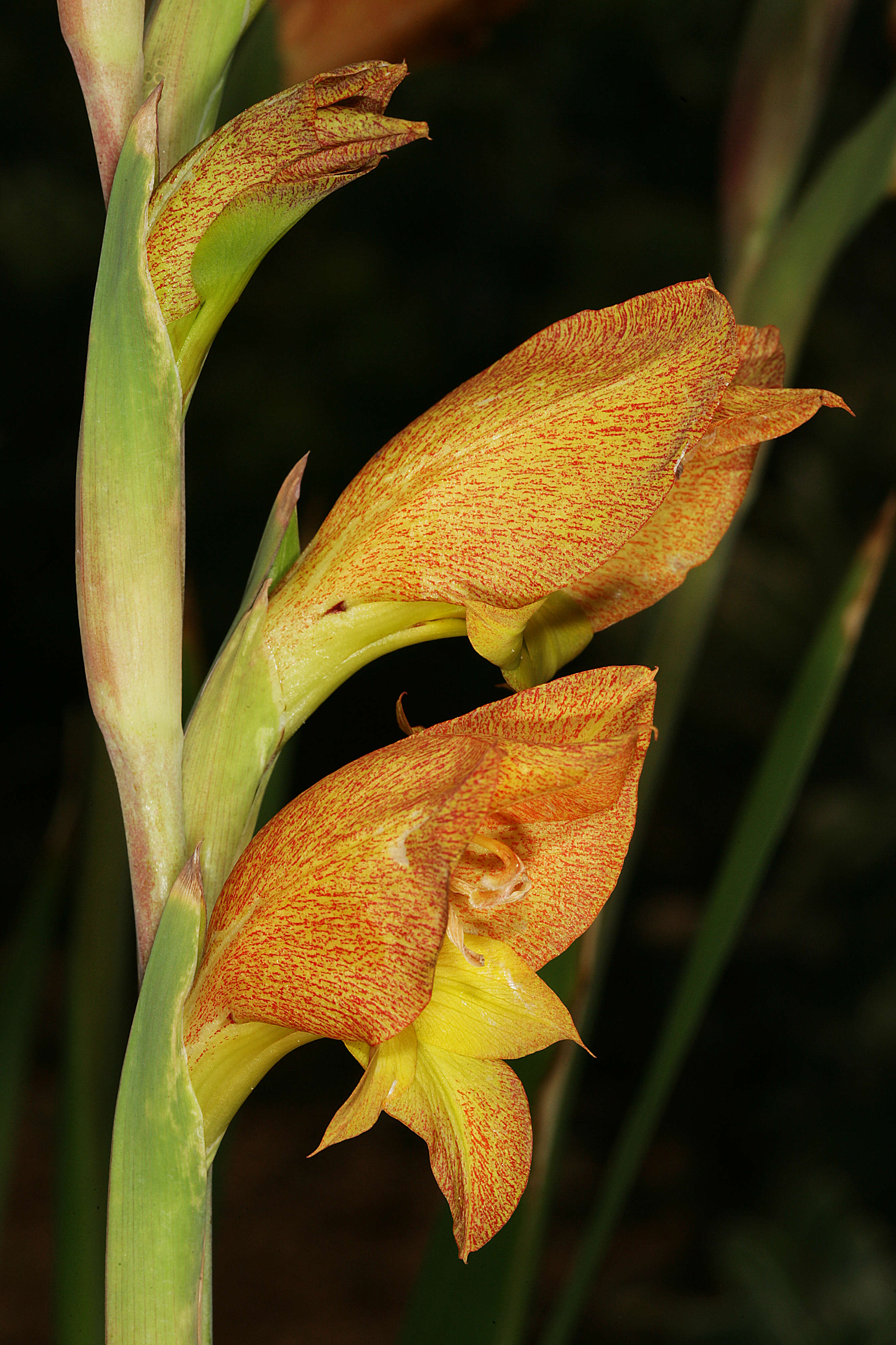 صورة Gladiolus dalenii Van Geel