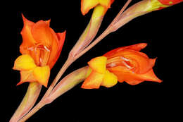 صورة Gladiolus dalenii Van Geel