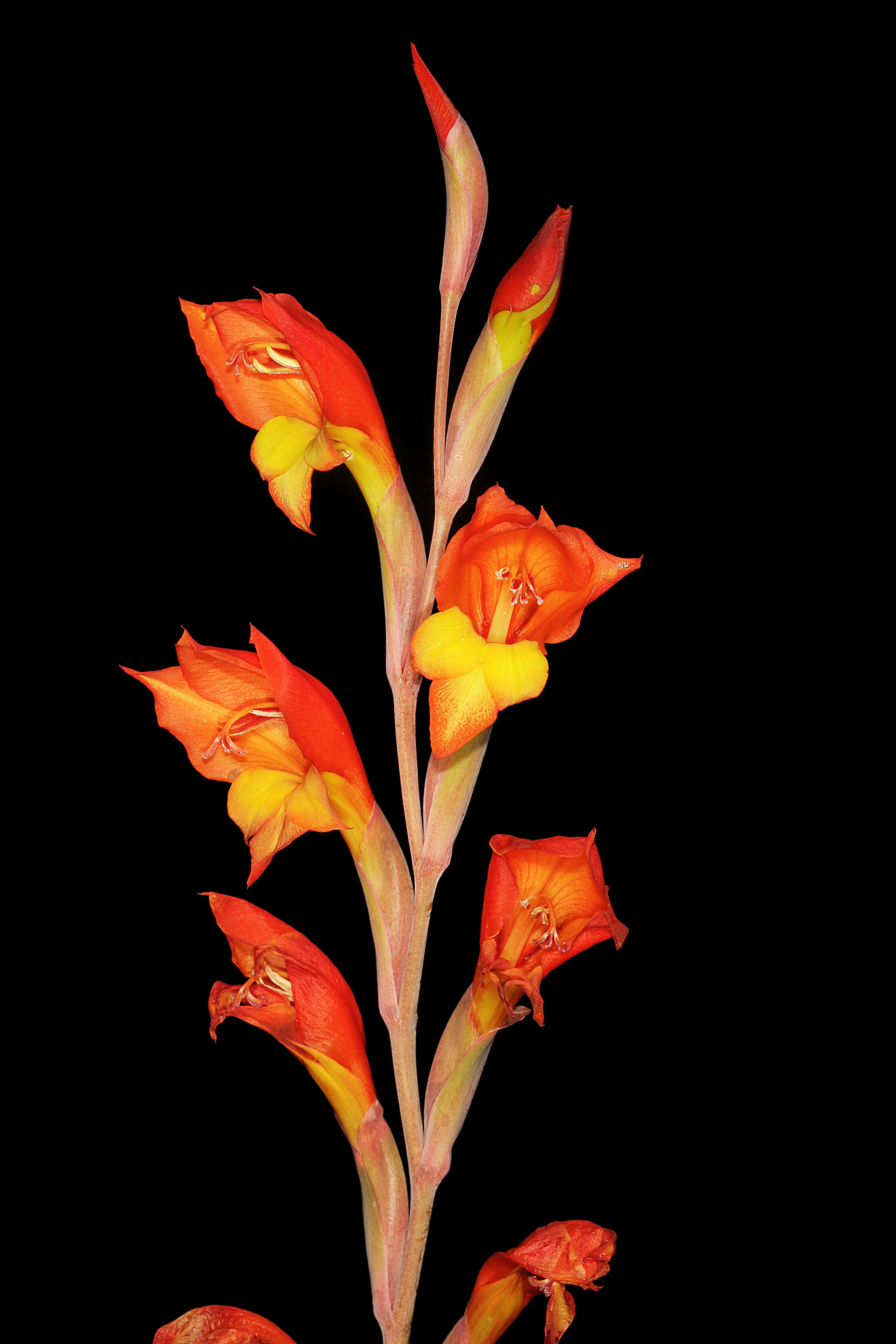 صورة Gladiolus dalenii Van Geel