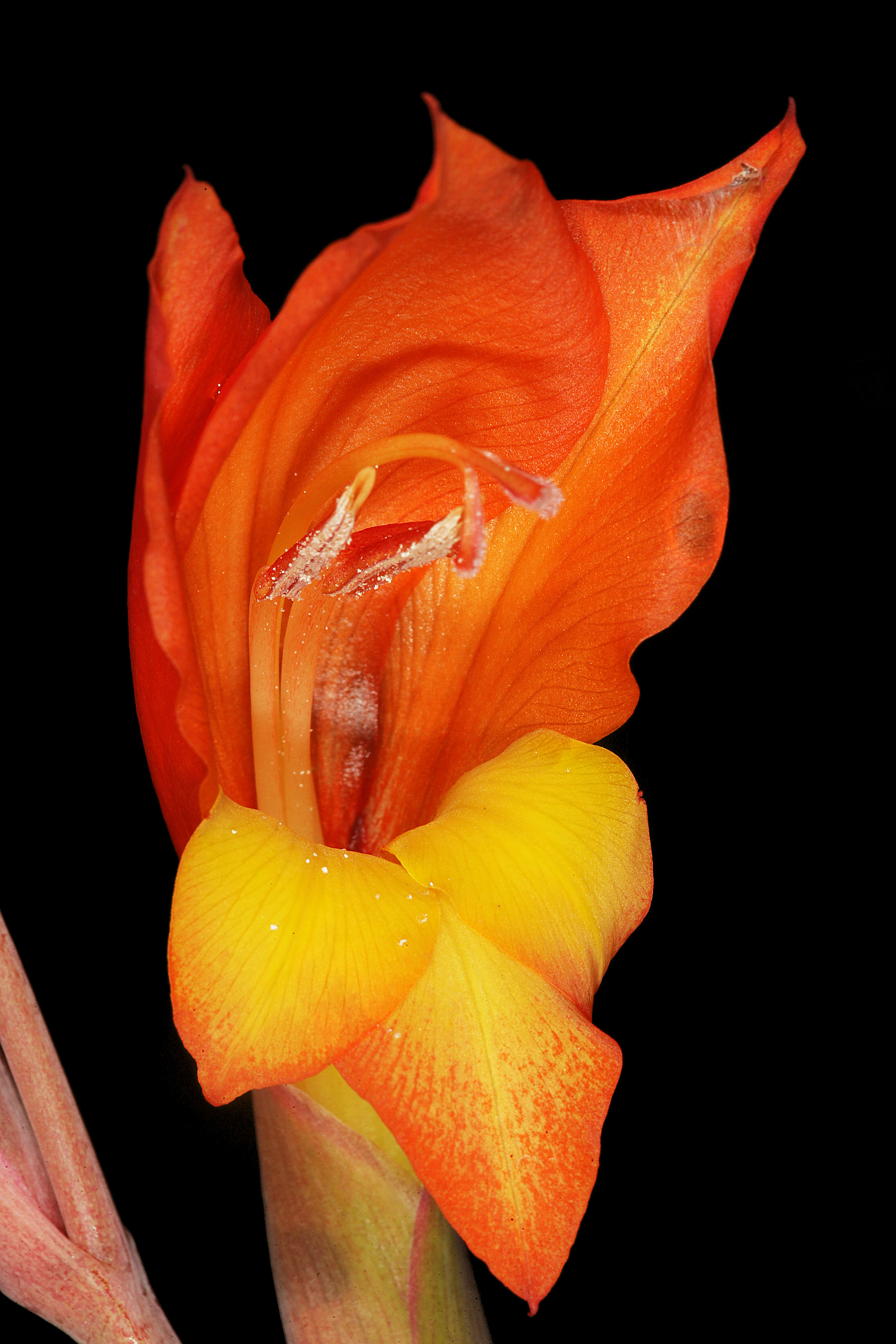 صورة Gladiolus dalenii Van Geel