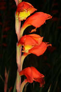 صورة Gladiolus dalenii Van Geel