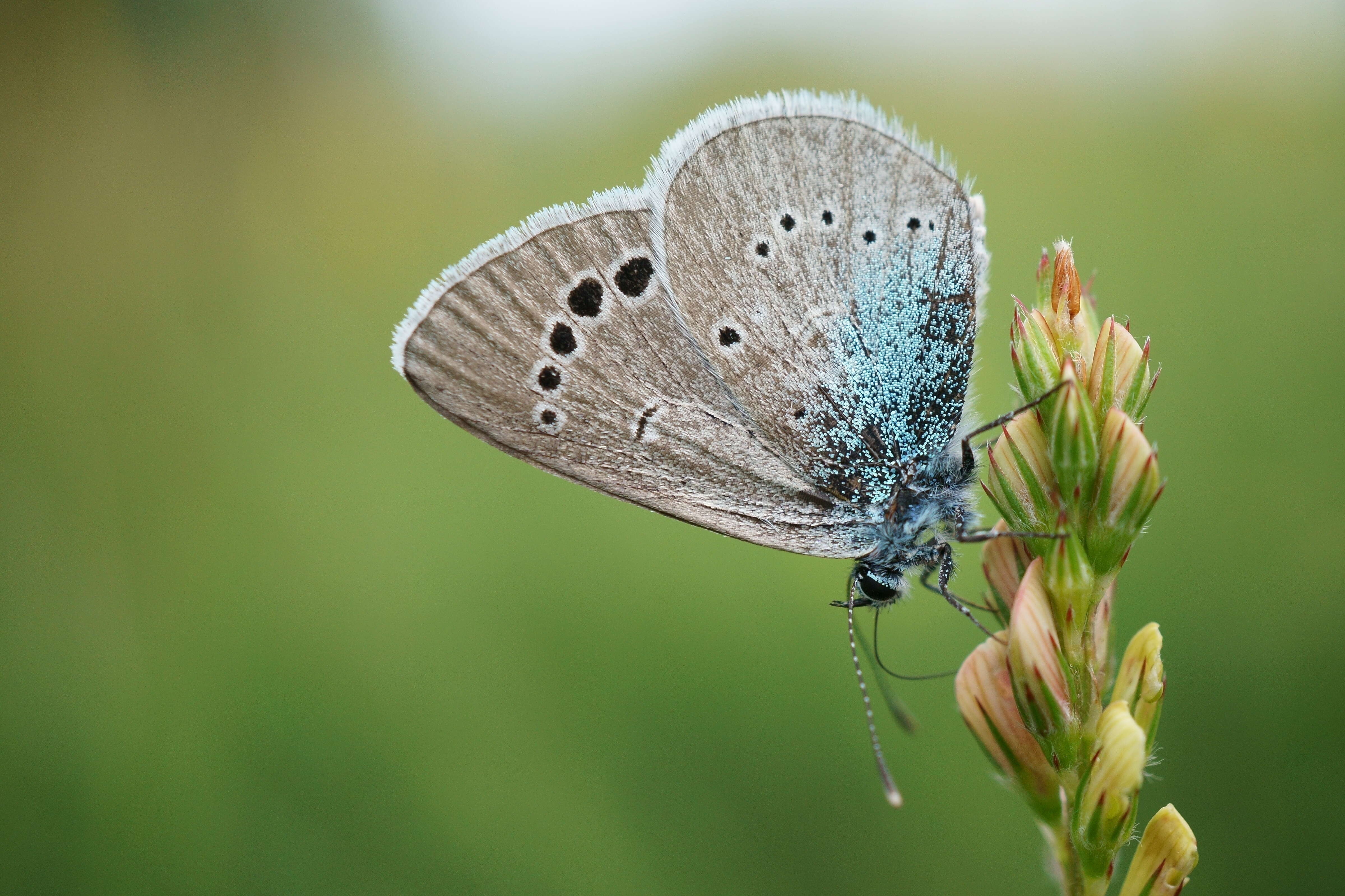 Image of Green-underside Blue